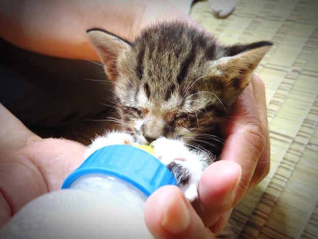 Czym karmić kocie niemowlę, gdy brakuje mleka matki?