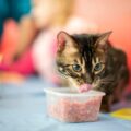 Ile mokrej karmy dla małego kota wystarczy na co dzień?