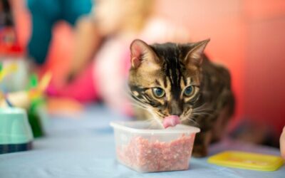 Ile mokrej karmy dla małego kota wystarczy na co dzień?