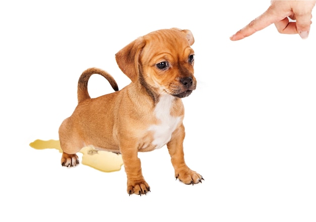 Kiedy szczeniak je sam i jak go do tego zachęcić?